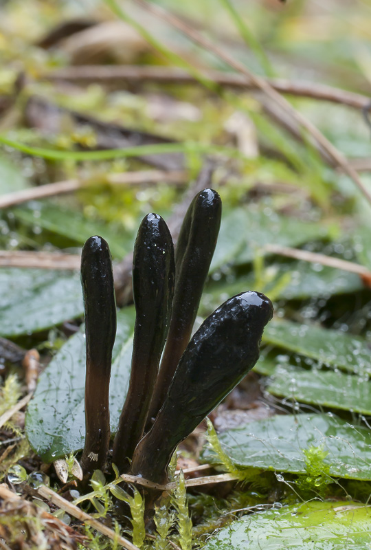 Geoglossum glutinosum